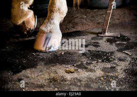 Arbeiten mit Hufeisen Stockfoto