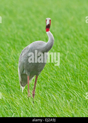 Stilicho Kranich (Grus Antigone) Stockfoto