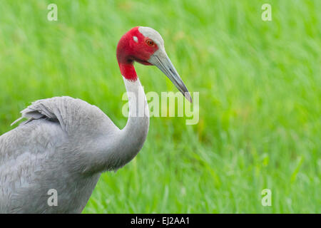 Stilicho Kranich (Grus Antigone) Closeup Profil Stockfoto