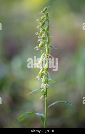 Eine grüne blühende Helleborine in Berkshire. Stockfoto