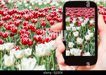 Fotografieren Blume Konzept - Tourist nimmt Bild von vielen roten und weißen dekorativen Tulpen auf Blumenbeet auf Smartphone, Stockfoto