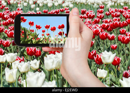 Fotografieren Blume Konzept - Tourist nimmt Bild der Wiese von roten und weißen Zierpflanzen Tulpen auf Smartphone, Stockfoto