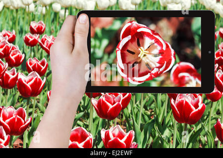 Fotografieren Blume Konzept - Tourist nimmt rote Tulpe Blume Nahaufnahme auf Smartphone, Stockfoto
