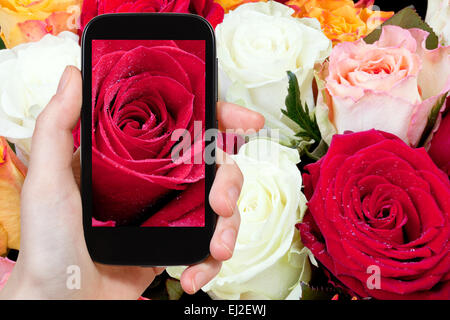 Fotografieren Blume Konzept - touristische Bild von frischen nass rote rose schließen greift auf Smartphone, Stockfoto