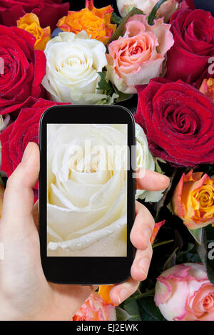 Fotografieren Blume Konzept - touristische Bild von frischen nassen weißen rose schließen greift auf Smartphone, Stockfoto
