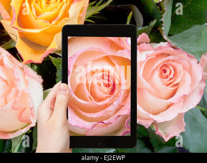 Fotografieren Blume Konzept - touristische Bild von frischen nassen rosa rose schließen greift auf Smartphone, Stockfoto