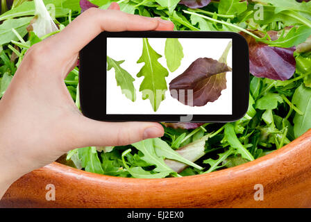 Fotografieren Food-Konzept - Tourist findet, dass Bild der italienischen Blätter Rucola Salat auf Smartphone, Stockfoto