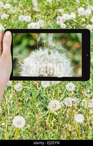 Fotografieren Blume Konzept - Tourist nimmt Bild der Fallschirm Samen der Löwenzahn Pusteblumen hautnah auf Smartphone, Stockfoto