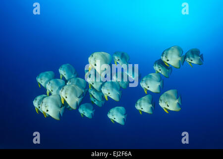 Platax Teira, Schoole Longfin Bathfish, Baa Atoll, Malediven, Indischer Ozean Stockfoto