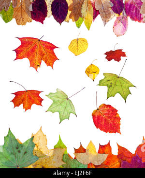 gefallenen Birke Espe Ahorn und andere Herbstlaub isoliert auf weißem Hintergrund Stockfoto