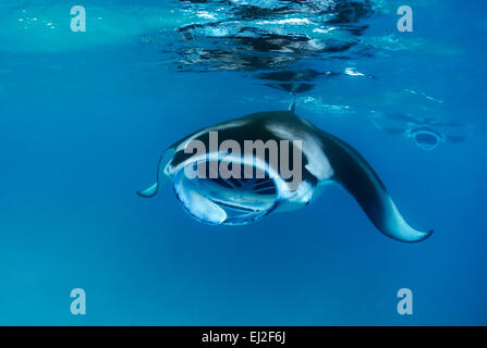 Manta Alfredi, Fütterung Reefmanta, Malediven, Hanifaru Bay, Baa-Atoll, Indischer Ozean Stockfoto