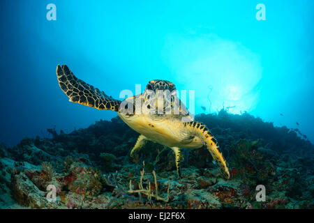 Eretmochelys Imbricata, echte Karettschildkröte, Anga Faru, Baa Atoll, Malediven, Indischer Ozean Stockfoto