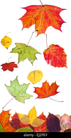 mehrfarbige Herbstlaub gefallene isolierten auf weißen Hintergrund Stockfoto