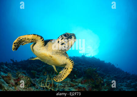 Eretmochelys Imbricata, echte Karettschildkröte, Anga Faru, Baa Atoll, Malediven, Indischer Ozean Stockfoto