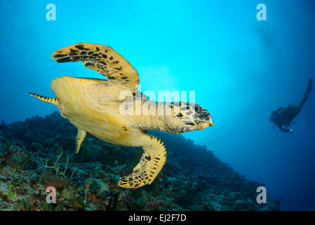 Hawksbill Turtle, Eretmochelys Imbricata und Scuba Diver, Anga Faru, Baa Atoll, Malediven, Indischer Ozean Stockfoto