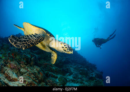 Hawksbill Turtle, Eretmochelys Imbricata und Scuba Diver, Anga Faru, Baa Atoll, Malediven, Indischer Ozean Stockfoto