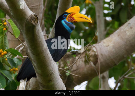 Ein weibliches Individuum von geknüpftem Hornvogel, oder manchmal auch als Sulawesi-Faltenhornvogel (Rhyticeros cassidix) auf einem Feigenbaum bezeichnet. Stockfoto