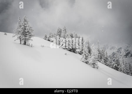 Winter schnee Szene mit Schnee bedeckten Bäumen in der Nähe von Alpbach in Tirol Stockfoto