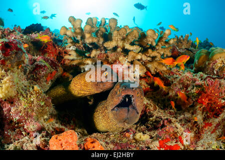 Gymnothorax Flavimarginatus, gelb umrandeten Moray, Muränen, Dhonfan Thila, Baa Atoll, Malediven, Indischer Ozean Stockfoto