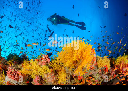 Acabaria SP., Korallenriff mit gelben fan-Korallen und Taucher, Muthafushi Thila, Baa Atoll, Malediven, Indischer Ozean Stockfoto