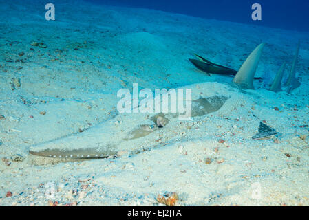 Rhynchobatus Djiddensis, Riesen Guitarfish, Fischkopf, Ari Atoll, Malediven, Indischer Ozean Stockfoto