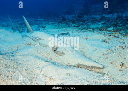 Rhynchobatus Djiddensis, Riesen Guitarfish, Fischkopf, Ari Atoll, Malediven, Indischer Ozean Stockfoto