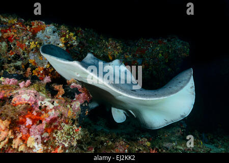 Taeniurops Meyeni Taeniura Melanospilos Taeniura Meyeni, Runde Ribbontail Strahl, Rahdhiga Thila-Ari-Atoll, Malediven, Indischer Ozean Stockfoto