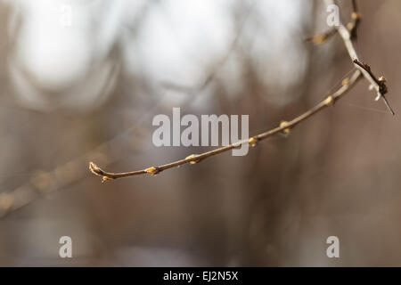 Zweig mit Knospen in frühen sonnigen Frühlingstag Stockfoto