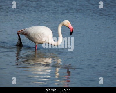 Einzelne Camargue Rosaflamingo Stockfoto