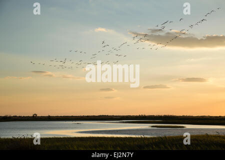 Herde von Rosaflamingos bei Sonnenuntergang, Camargue Stockfoto