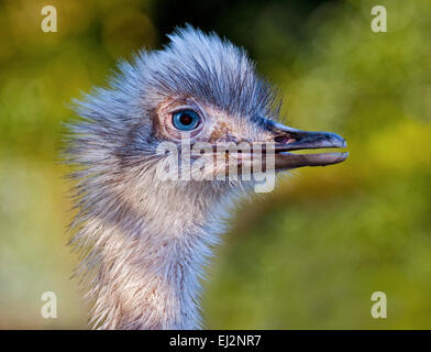 Größere Rhea (Rhea Americana) Stockfoto