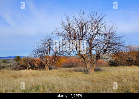 Eine 150 Jahre alte Apfelbaum wächst wild in der Grasslands National Recreation Area in Zentral-Oregon. Der Apfelbaum war einst in Stockfoto