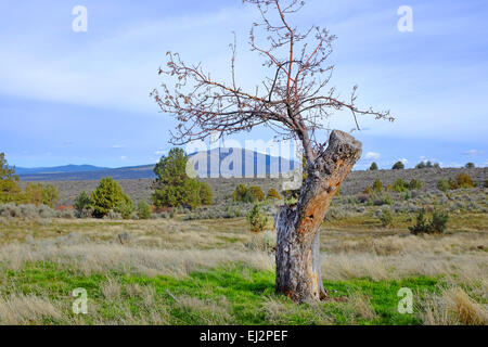 Eine 150 Jahre alte Apfelbaum wächst wild in der Grasslands National Recreation Area in Zentral-Oregon. Der Apfelbaum war einst in Stockfoto