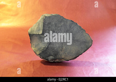 Ein Anasazi Axt oder Graben Handwerkzeug von den Pueblo habe ich Zeit, aus Basalt, 750 bis 900 n. Chr.. Stockfoto