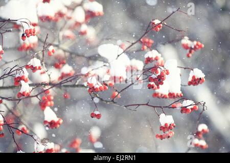 rote Beeren unter Schnee, Schnee, Hintergrund, Eberesche, Weißdorn Stockfoto