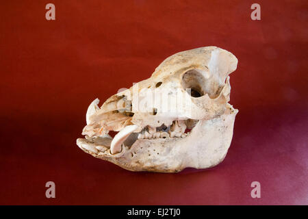 Der Schädel des Tieres, eine wilde oder wilde Schwein, mit vier Zoll lange Stoßzähne. Stockfoto