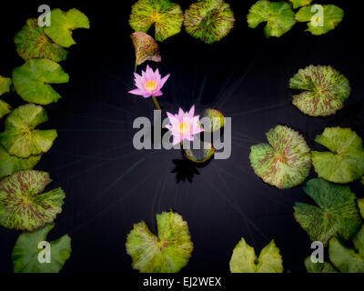 Blüten der Seerosen eingekreist von Blättern. Oregon Stockfoto