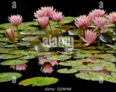 Seerosen in voller Blüte in pond.with Reflexion. Oregon Stockfoto
