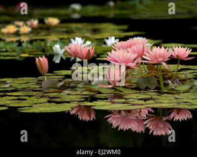 Seerosen in voller Blüte in pond.with Reflexion. Oregon Stockfoto