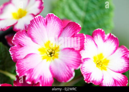 Frühe Frühlingsblume geliebt Primel Jane Ann Butler Fotografie JABP699 Stockfoto