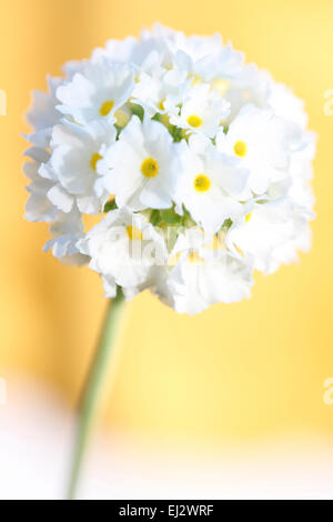 Romantische weiße Drumstick Primrose Jane Ann Butler Fotografie JABP701 Stockfoto