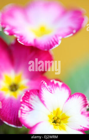 Frühe Frühlingsblume geliebt Primel Jane Ann Butler Fotografie JABP700 Stockfoto