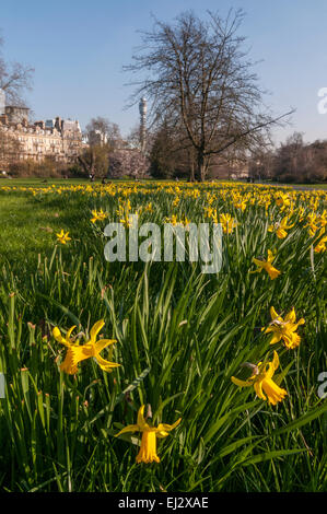 London, Großbritannien, 20. März 2015.  Die Narzissen stehen in Blüte, als Nachmittagssonne im Regents Park läutet den Beginn des Frühlings.     Bildnachweis: Stephen Chung/Alamy Live-Nachrichten Stockfoto