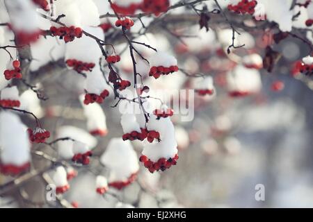 rote Beeren unter Schnee, Schnee, Hintergrund, Eberesche, Weißdorn Stockfoto