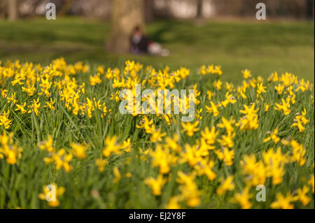 London, Großbritannien, 20. März 2015.  Die Narzissen stehen in Blüte, als Nachmittagssonne im Regents Park läutet den Beginn des Frühlings.     Bildnachweis: Stephen Chung/Alamy Live-Nachrichten Stockfoto