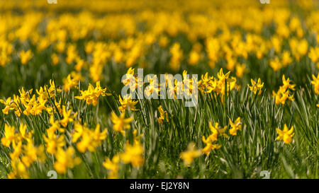 London, Großbritannien, 20. März 2015.  Die Narzissen stehen in Blüte, als Nachmittagssonne im Regents Park läutet den Beginn des Frühlings.     Bildnachweis: Stephen Chung/Alamy Live-Nachrichten Stockfoto