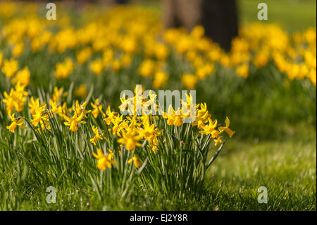 London, Großbritannien, 20. März 2015.  Die Narzissen stehen in Blüte, als Nachmittagssonne im Regents Park läutet den Beginn des Frühlings.     Bildnachweis: Stephen Chung/Alamy Live-Nachrichten Stockfoto