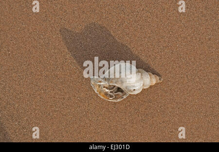 Gemeinsamen Wellhornschnecke Shell am Strand von Nairn Stockfoto