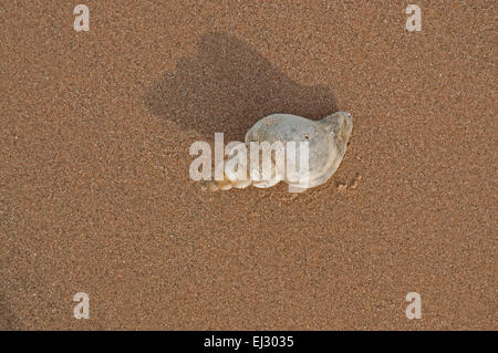 Gemeinsamen Wellhornschnecke Shell am Strand von Nairn Stockfoto