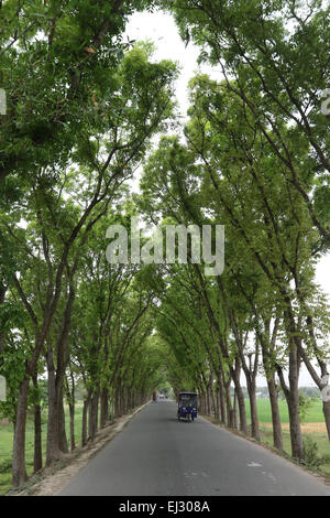 Dhaka 2015. Dunkelgrünes Laub schmückt Baum am Straßenrand in der manikgong singair upazila in Dhaka. Grüner Baum Stockfoto